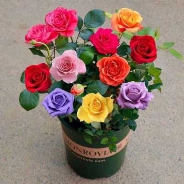 玫瑰花苗老桩四季开花室内外盆栽庭院花卉耐寒耐热植物