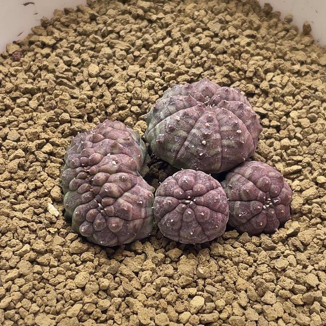 艳肌神玉布纹球缀化