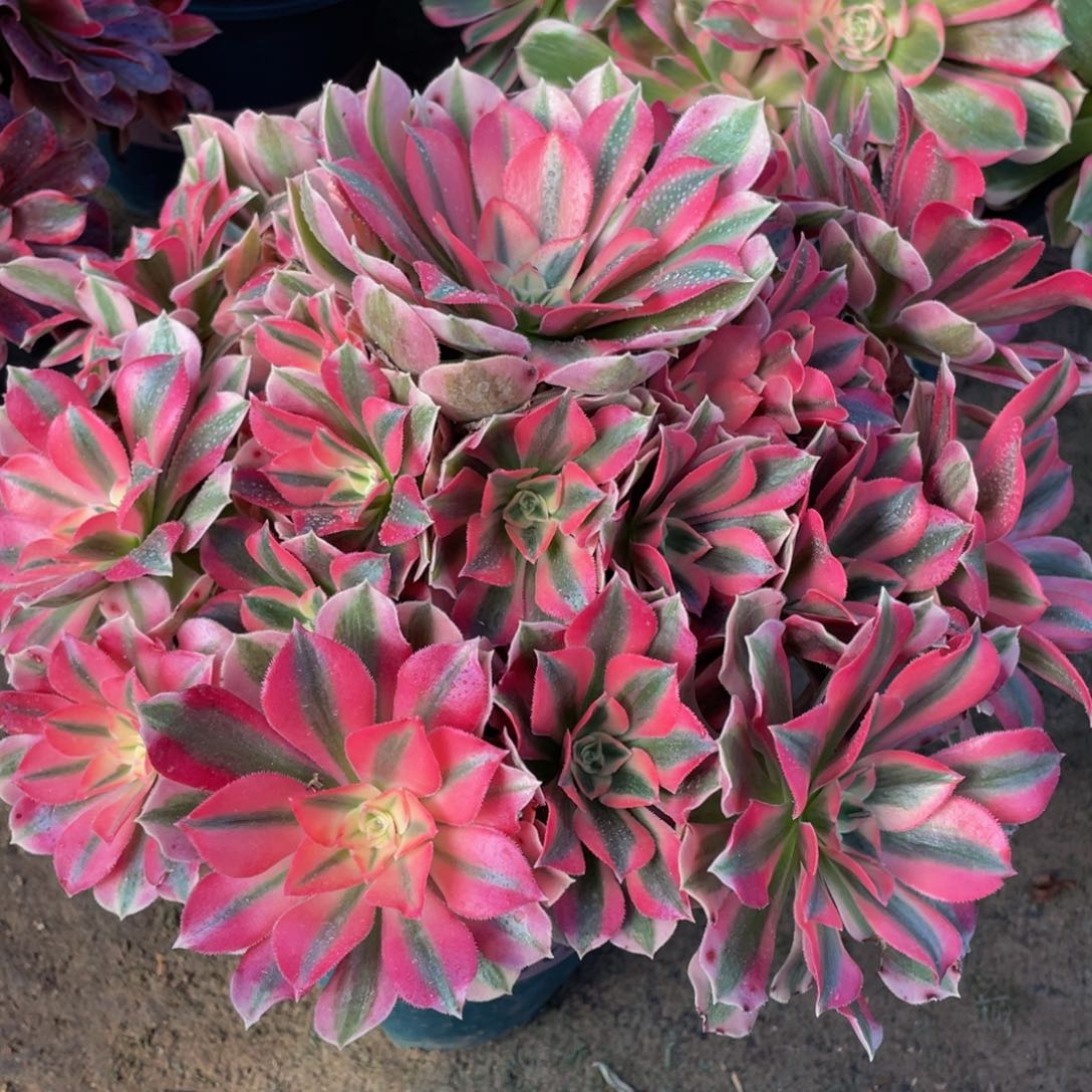 500粉女巫精品法师老桩