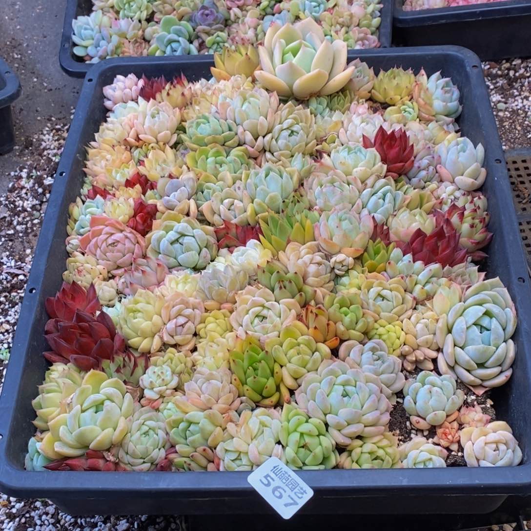 墨*567多人在一起的时候我也