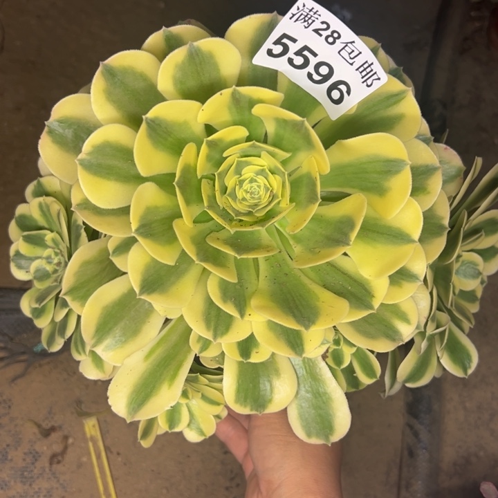 5596南绿豆沙多肉植物