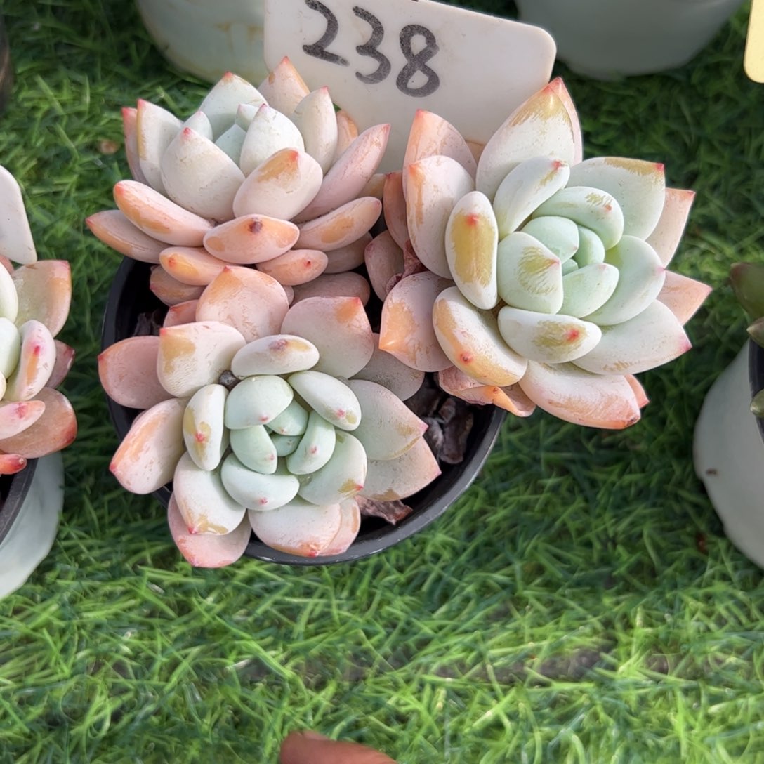 三头小老桩冷香远