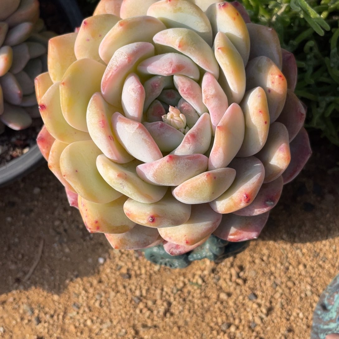 多肉植物橙梦露单