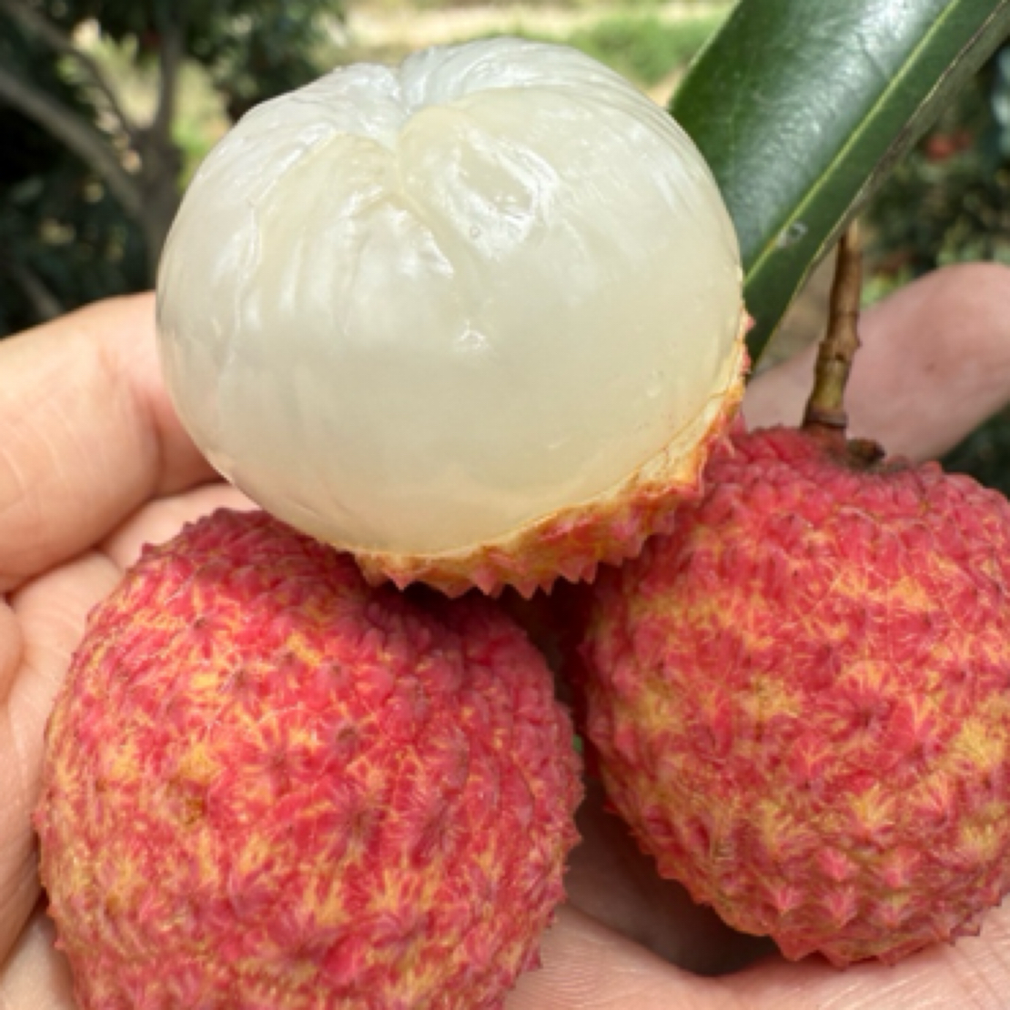 荔枝现摘鲜美水果汁多肉多