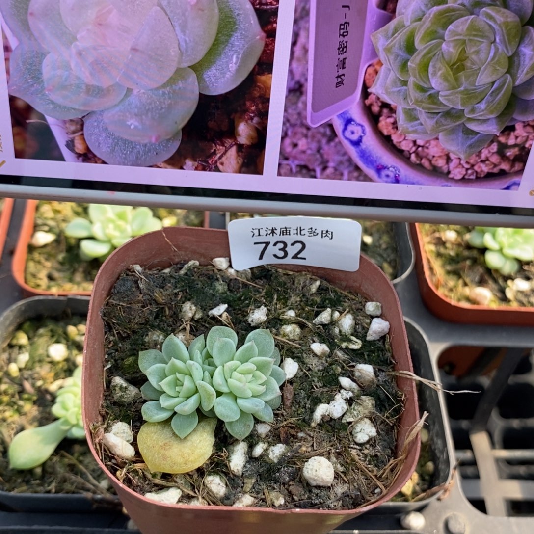 标732财富J一个多肉