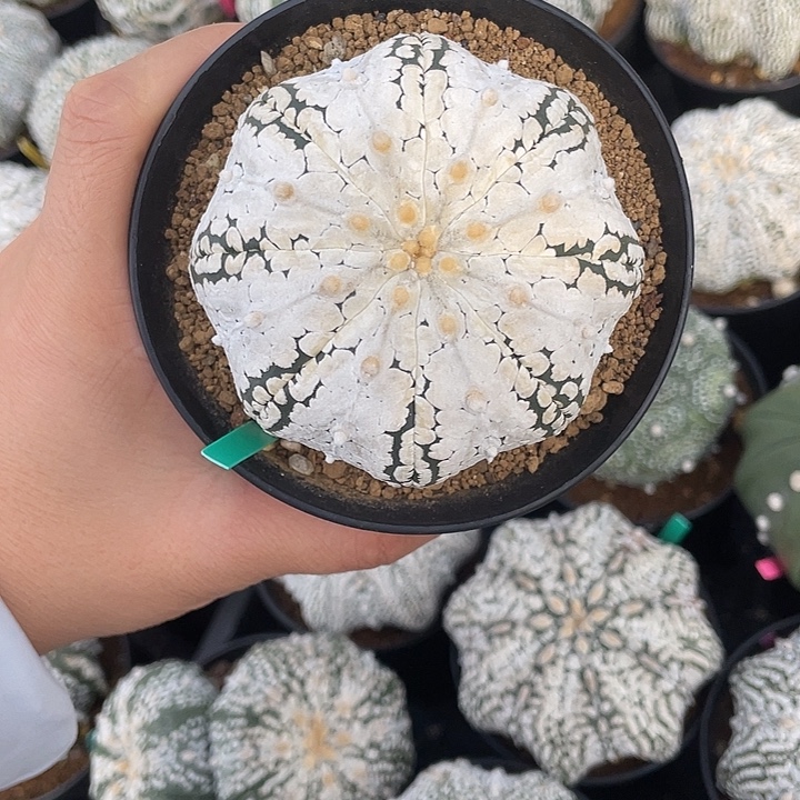 浓白兜微瑕疵特价