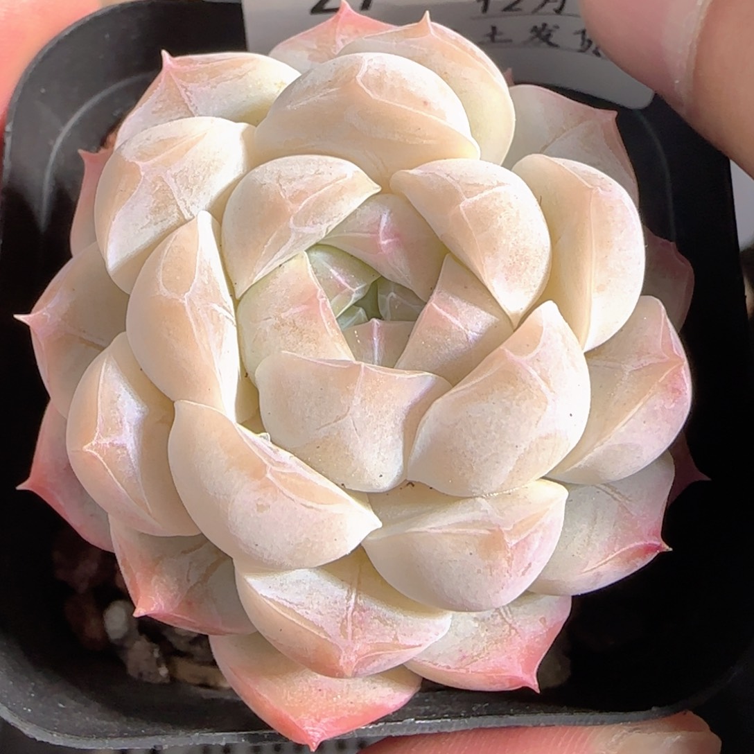 多肉1229-27福利福利