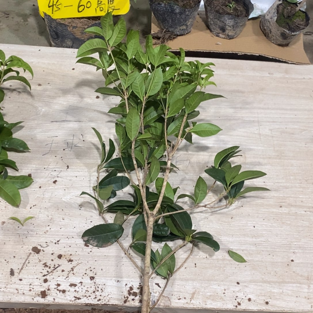 无花朵四季桂花一物一拍