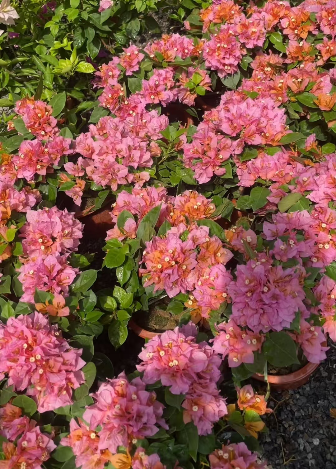 多品种三角梅带花苞原盆原土运输中少量掉花掉叶正常现象介意勿拍