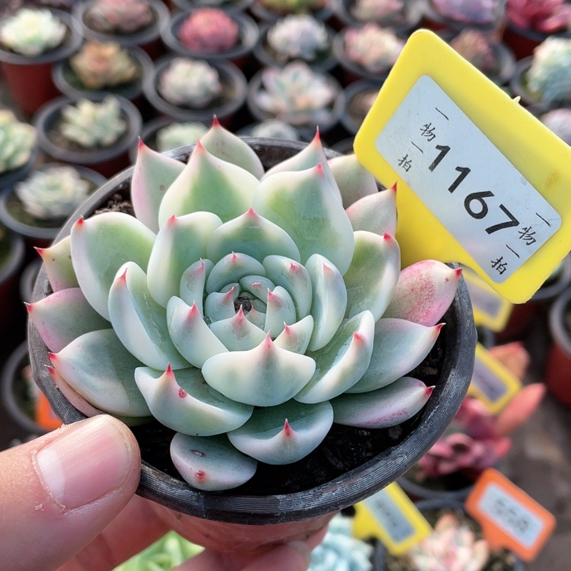 【闪购商品】1167号