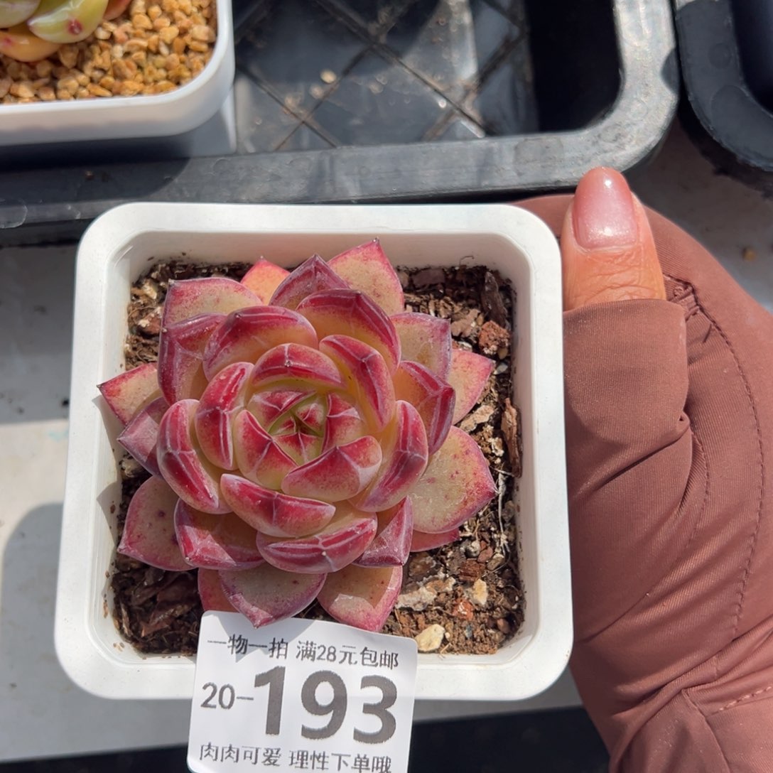 黑武士多肉多肉多肉多肉