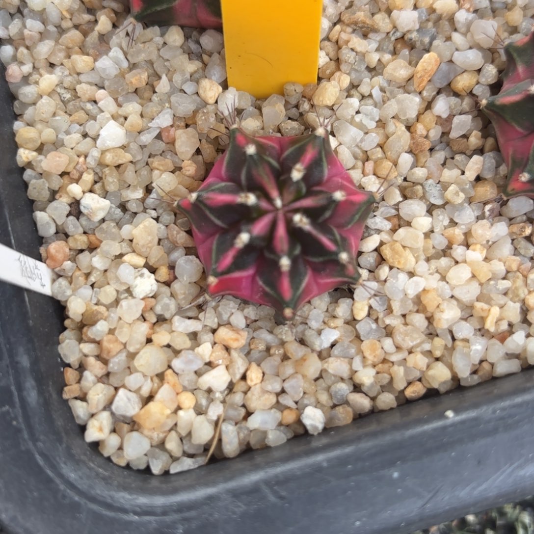 1-1228泰国发货多肉朝霞