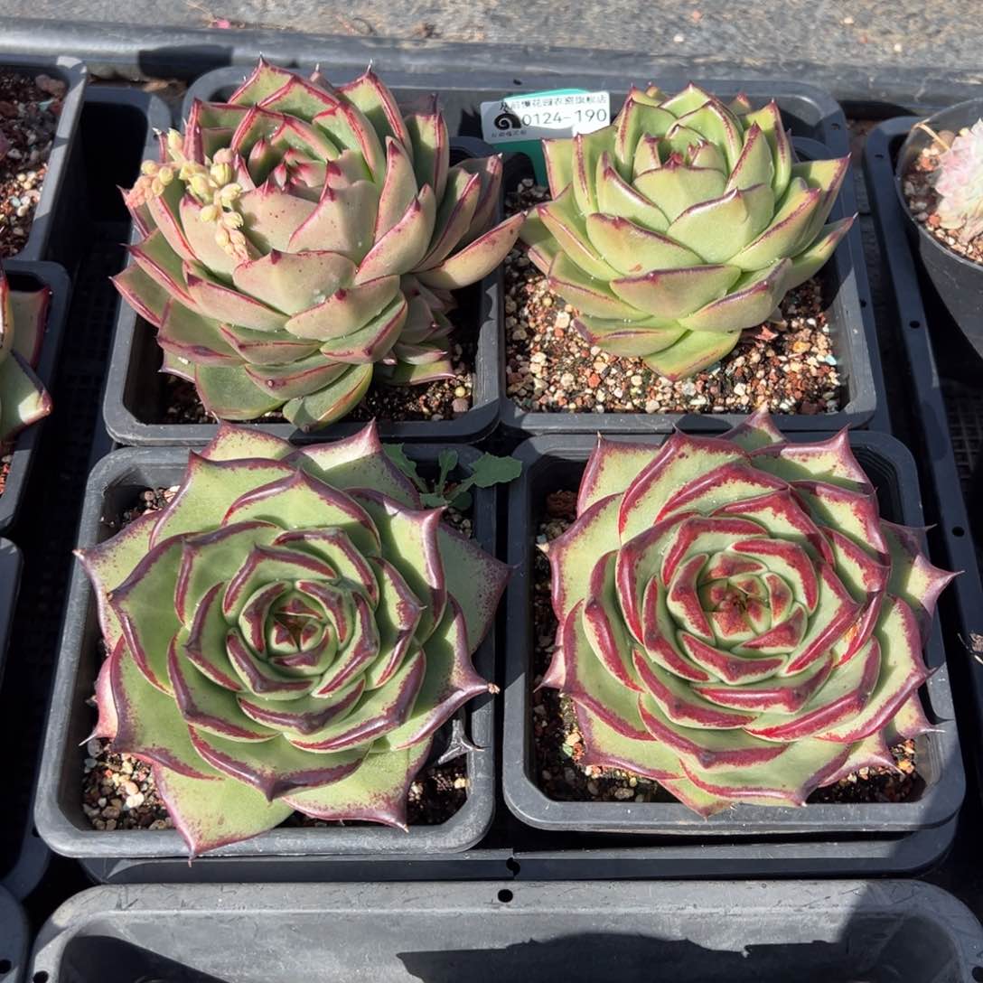 从前慢多肉精选编号0124.190