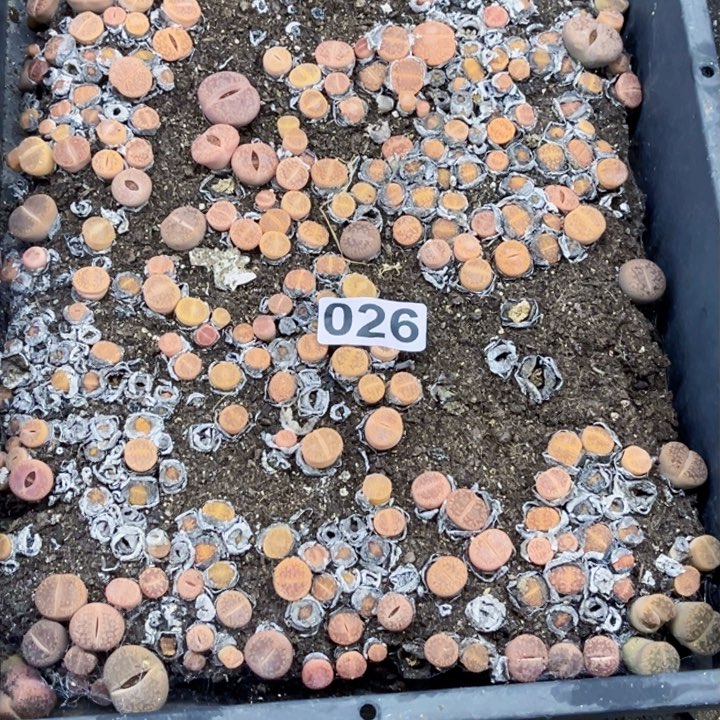 026生石花一物一图带框