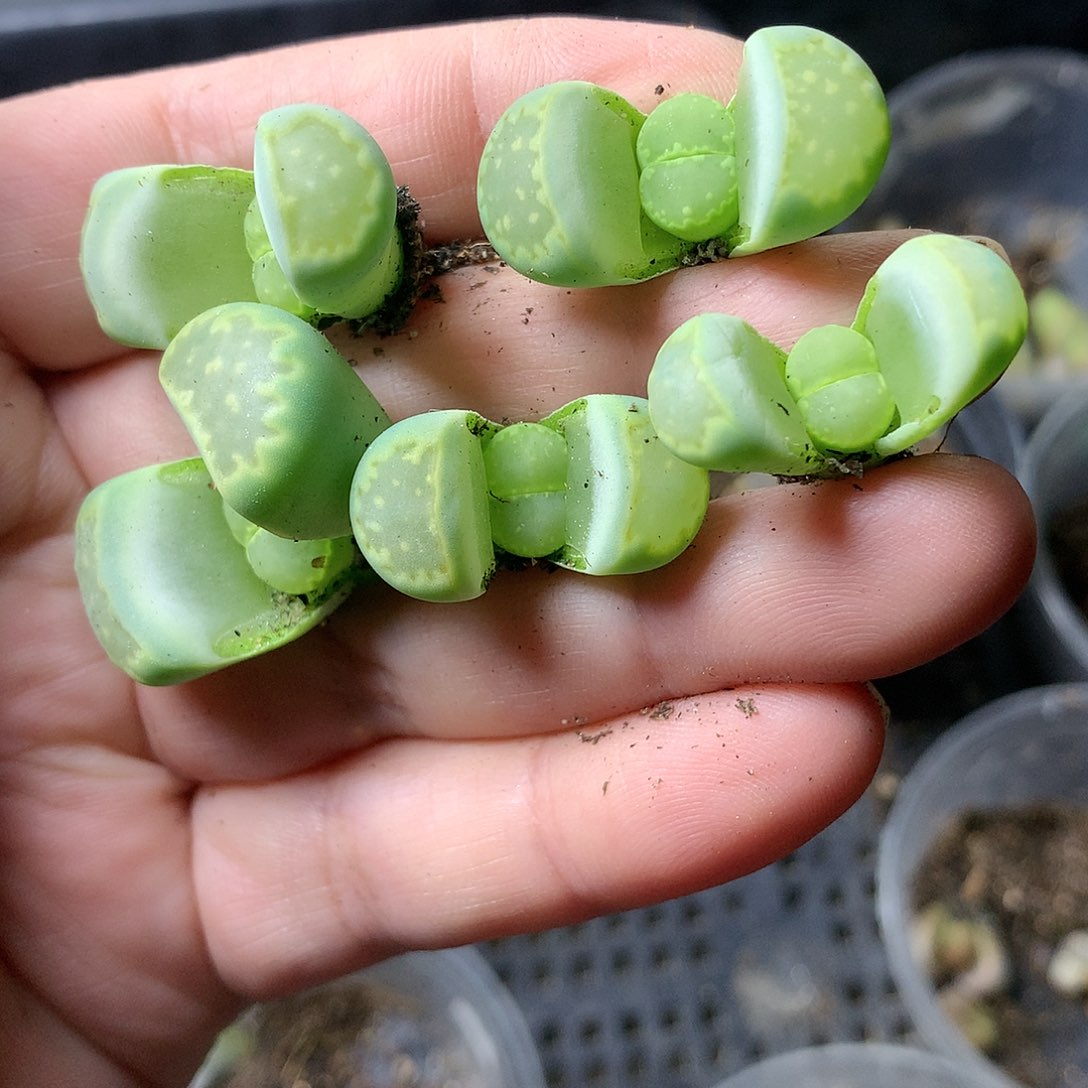 E259多肉植物保护