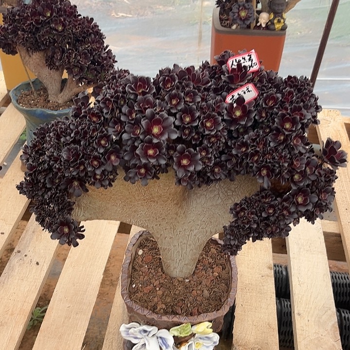 多肉人****片欧紫123456