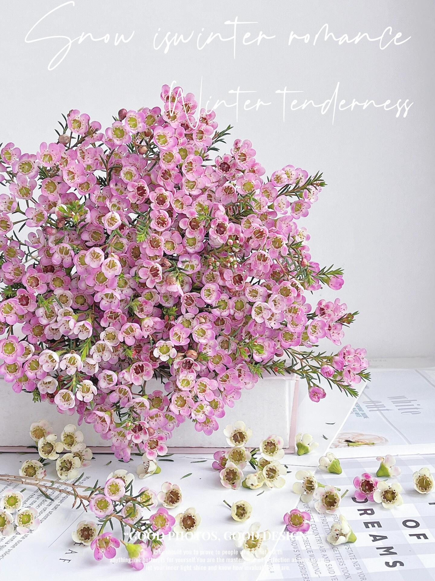 【澳洲腊梅花卉】满4单包邮零度以下不拍保温棉冻坏不售后鲜花