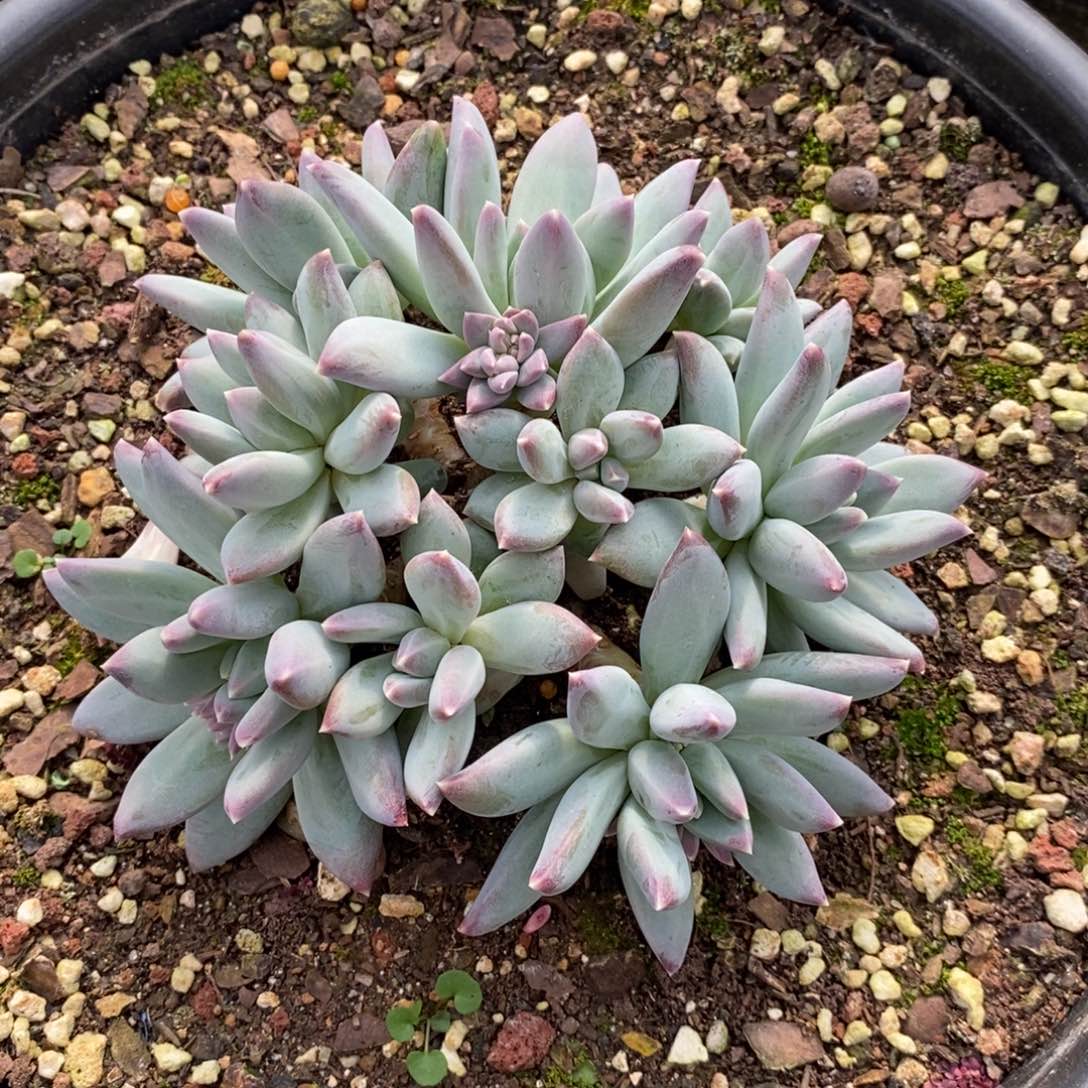 美人系列母本123456789