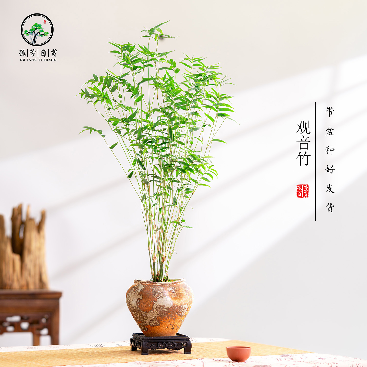 观音竹米竹客厅文雅盆景办公室植物禅意中式竹子观赏绿植盆栽室内