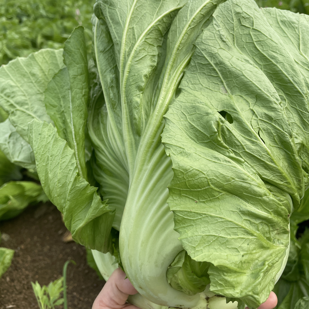 广西新鲜芥菜现摘现发可做泡酸菜腌菜