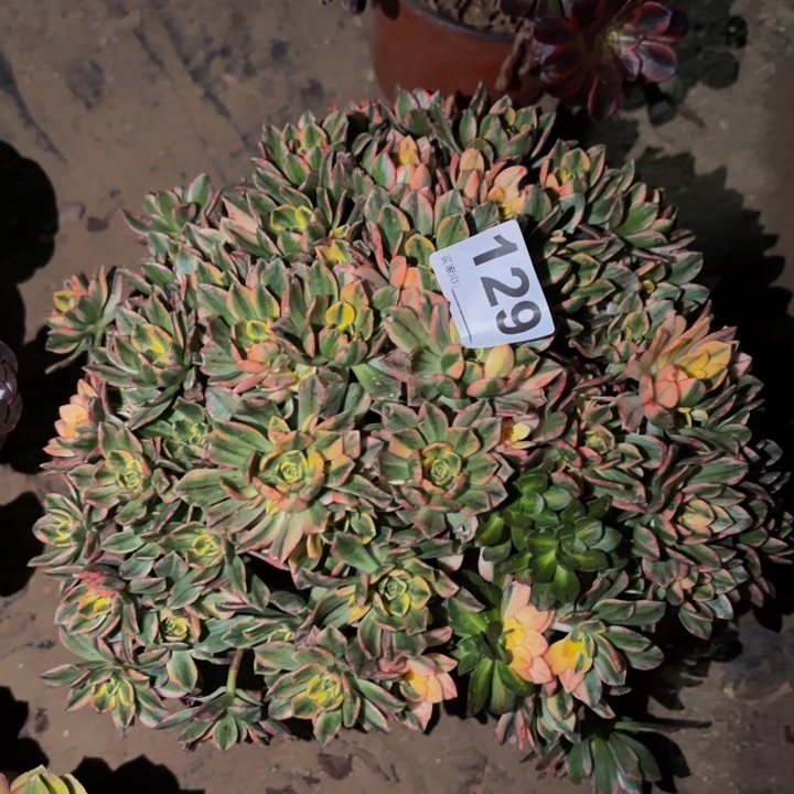 126甜茶多肉植物不售后