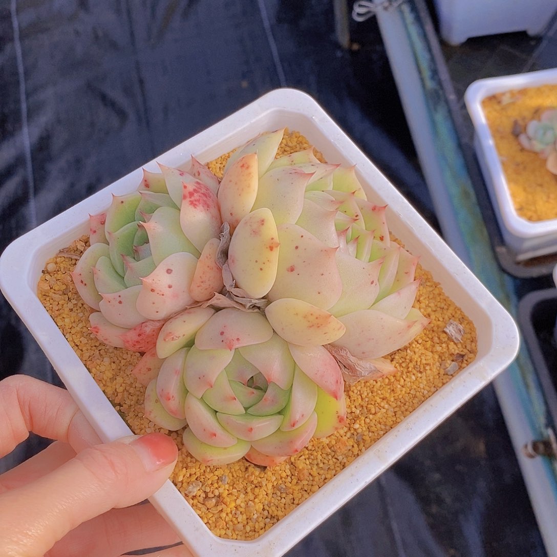 761多肉植物老桩