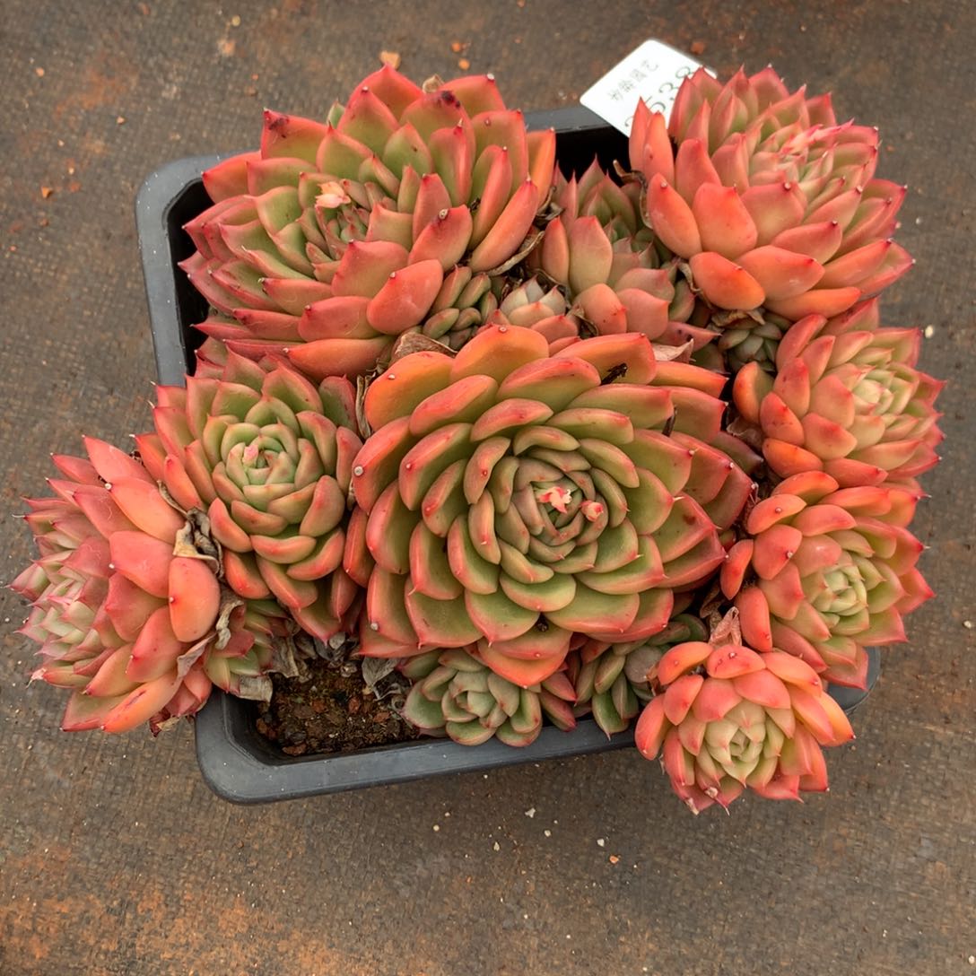 3538杂交多肉植物