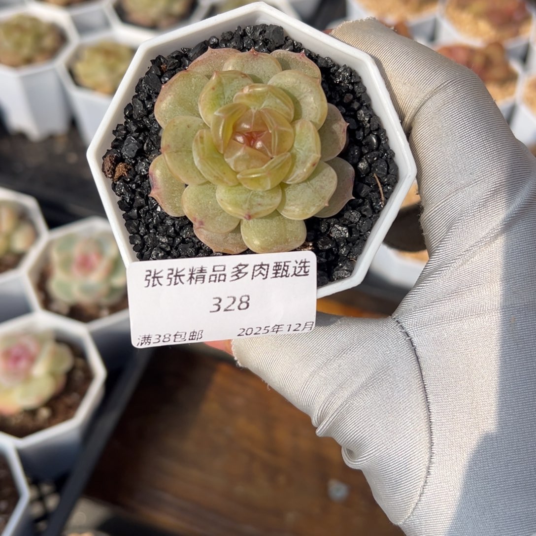 张张精品多肉甄选328