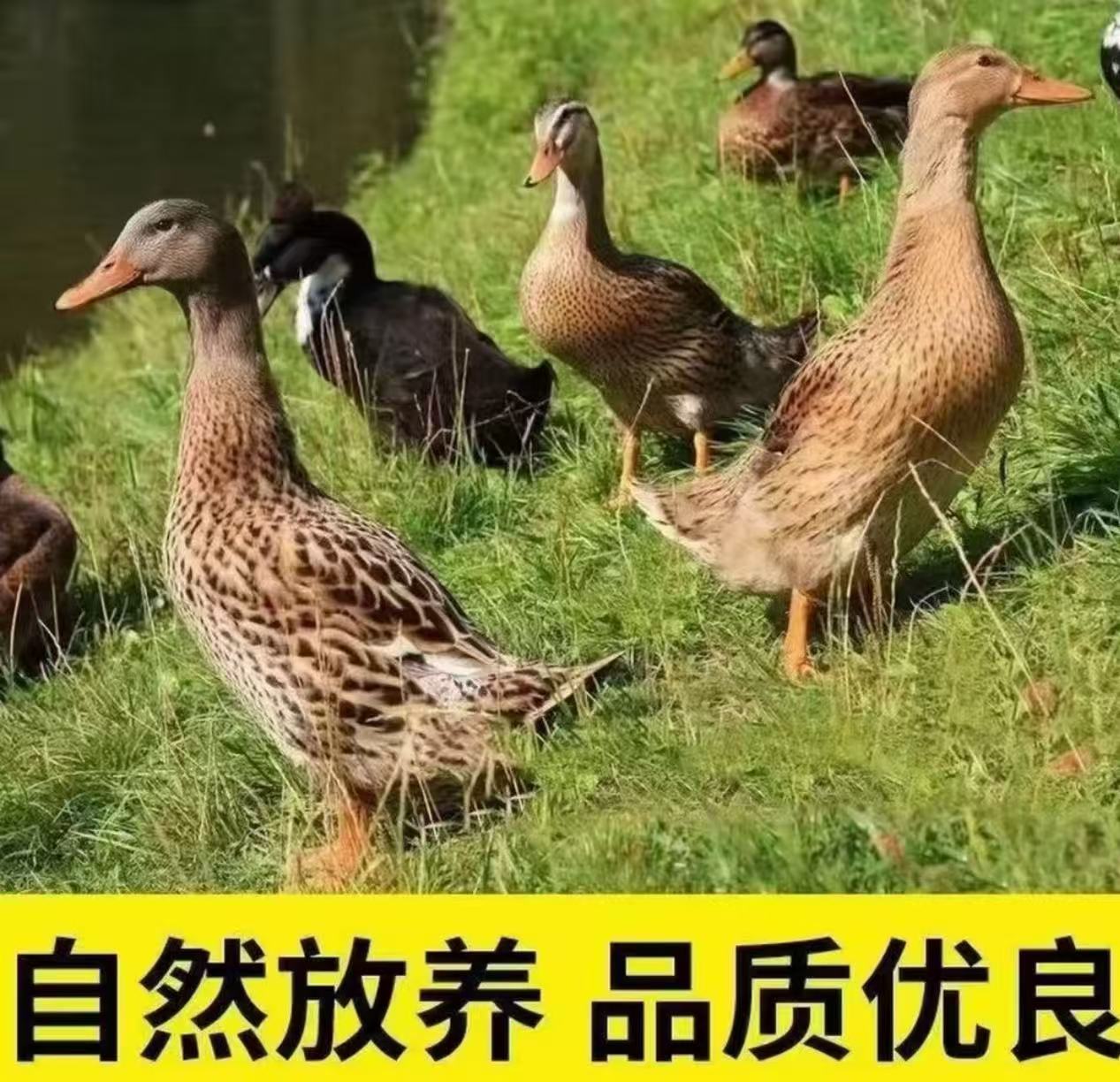 【顺丰包邮】精选5只 散养土鸭新鲜宰杀顺丰包邮无掌翅无内脏