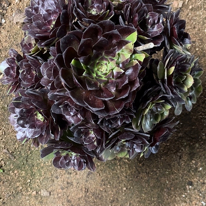 多肉植物黑骑士锦…………