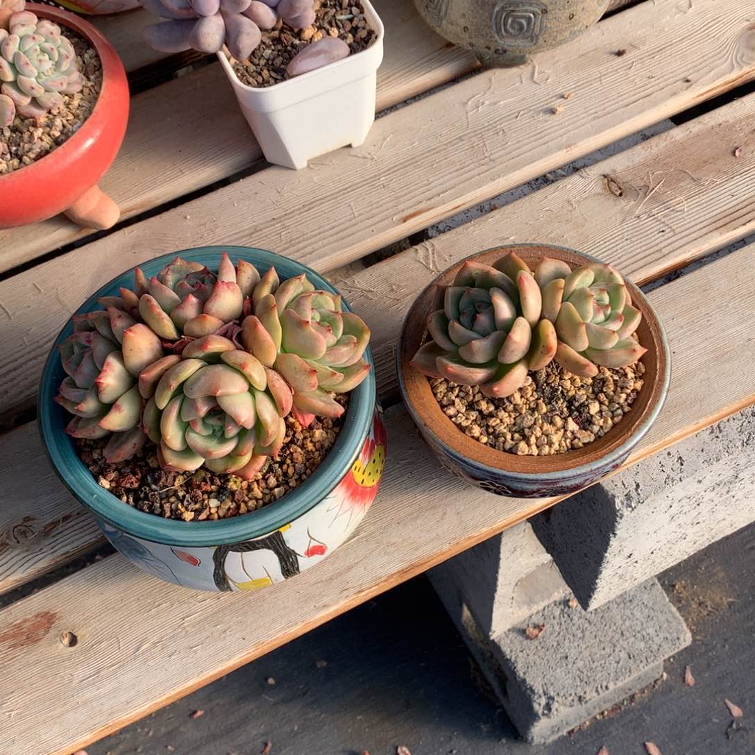 白夜香槟俩颗一物一拍