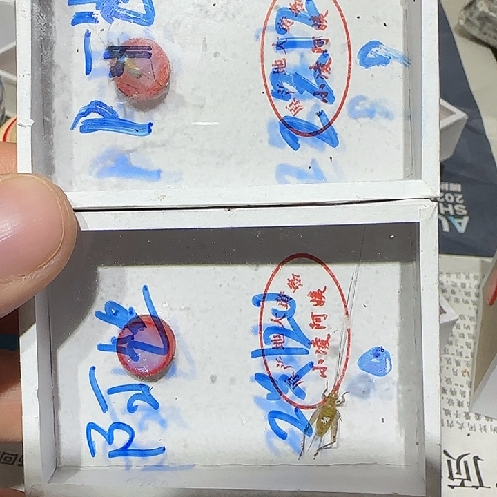 阿***9两只大黄蛉120元、．．