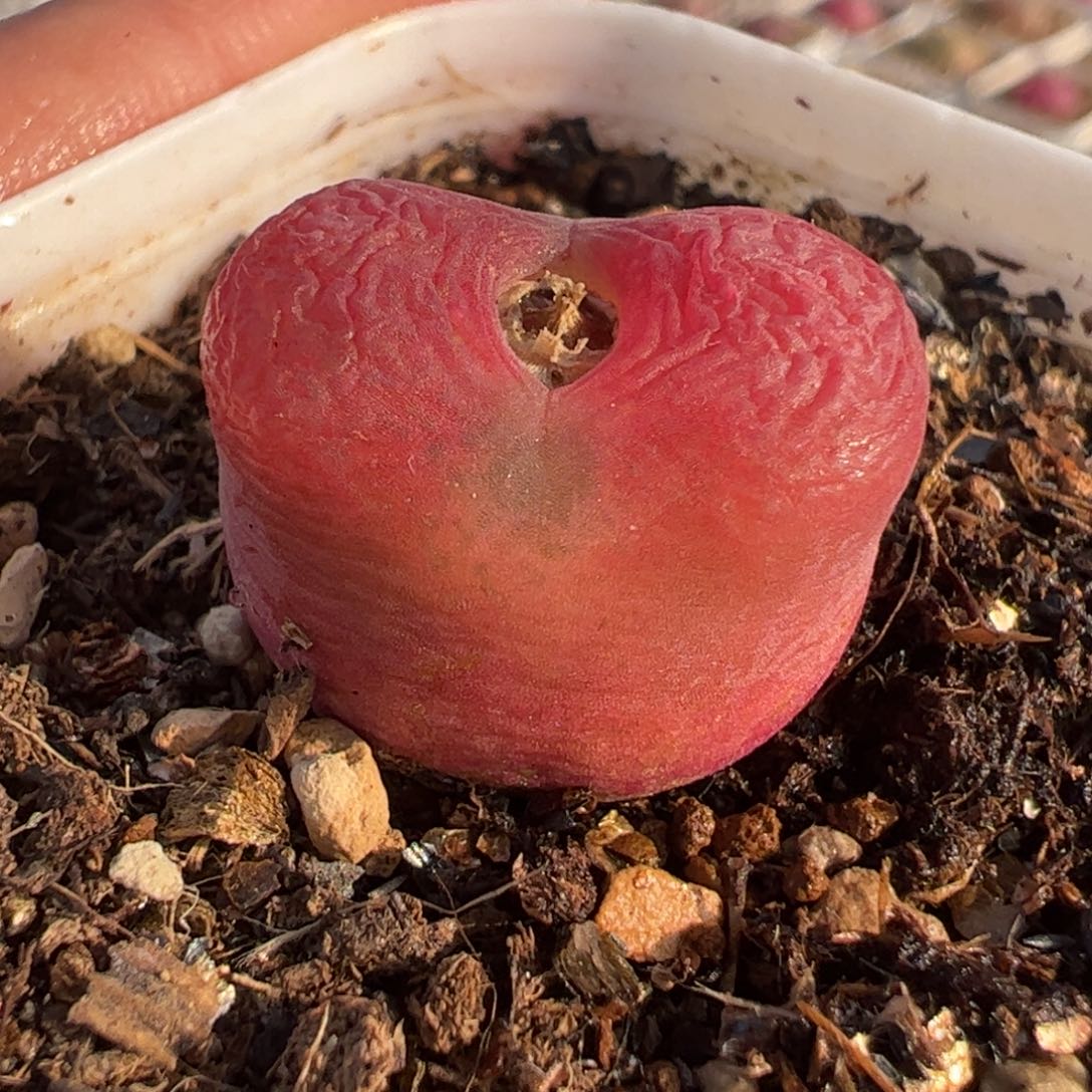 蟠桃多肉植物百科