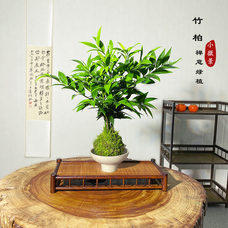 【宏展】大竹柏苔藓球可净化空气适合办公室室内书房四季常青好养