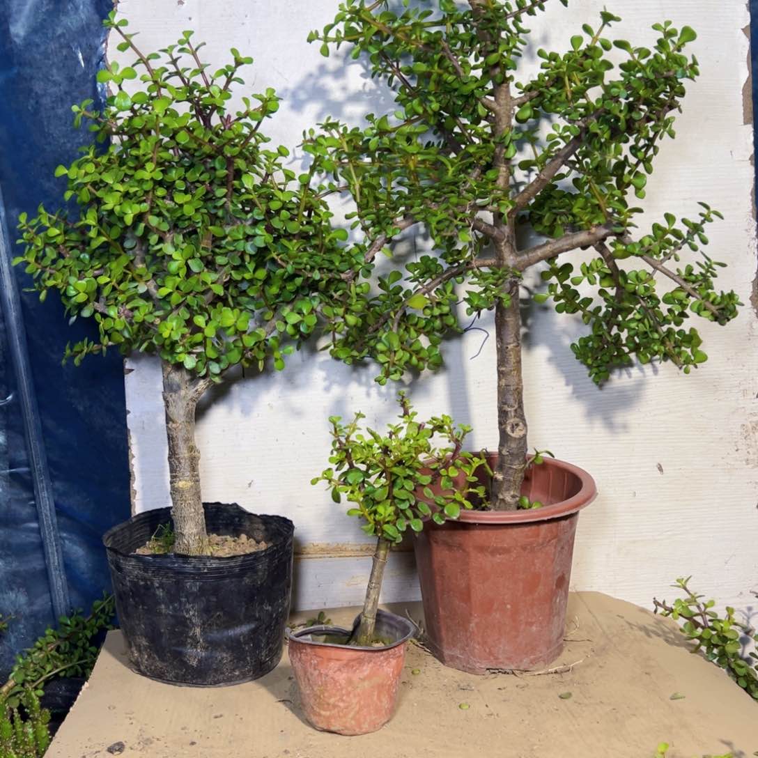 快***上金枝玉叶一物一拍