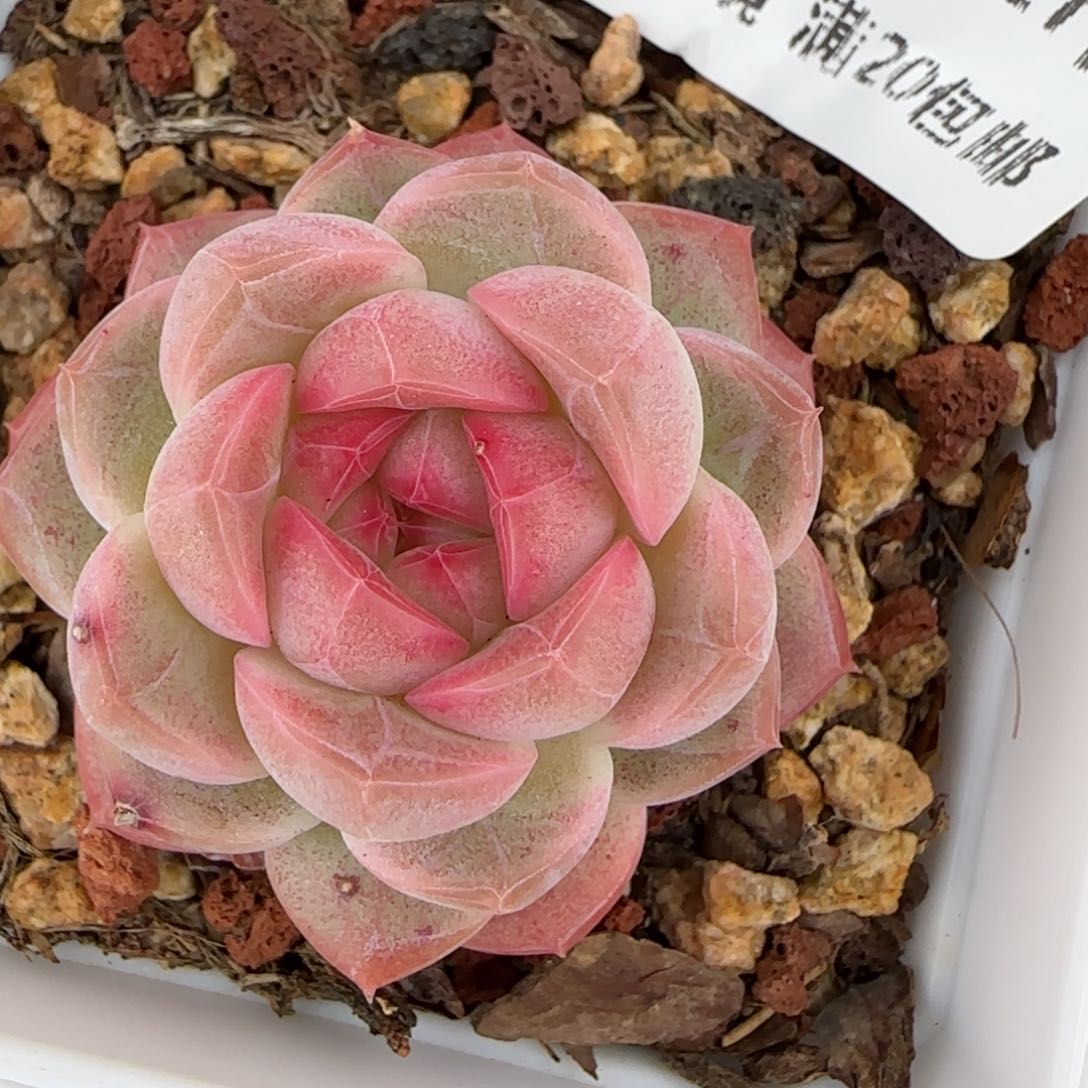 花语逸镜0127-388