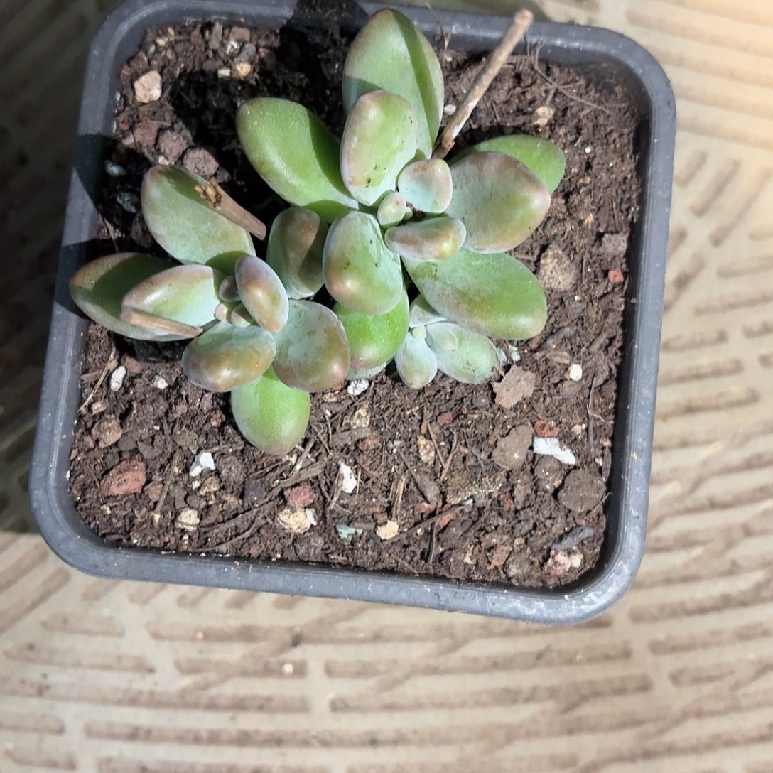 阿***虎刚果667777777777777