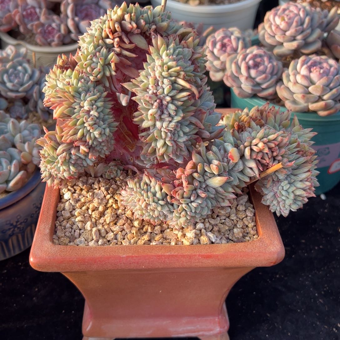 新年快乐 新年快乐