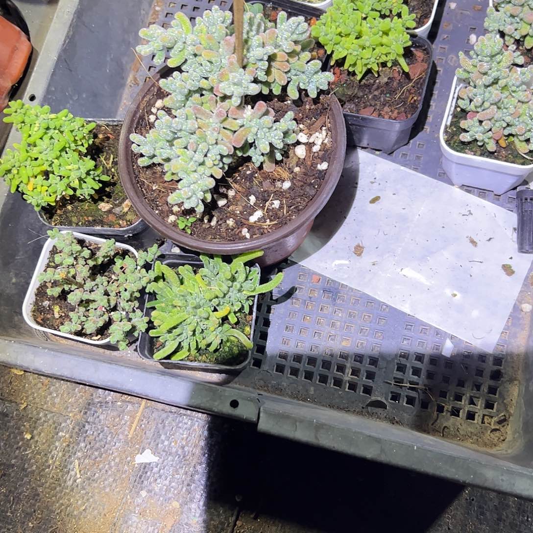 哈****枝干组合一个小的