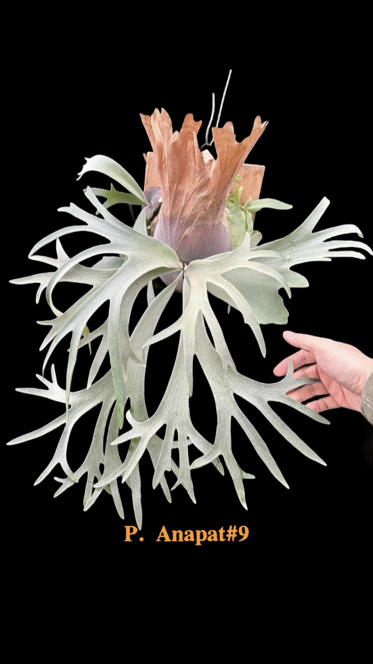 Anapat#1  Anapat#9 孢子苗