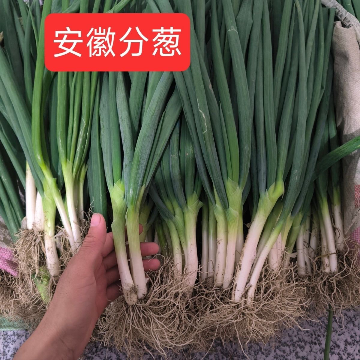 安徽新鲜分葱农家露天自种现挖提味可栽培