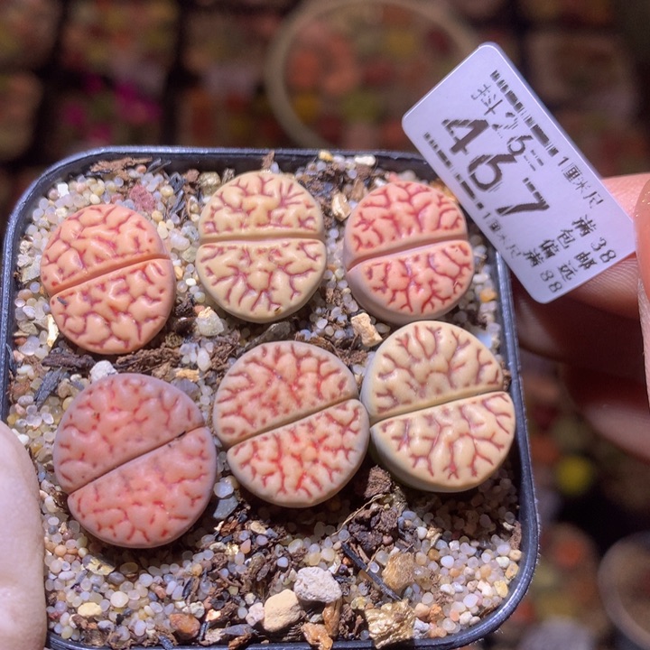 精品生石花26.467