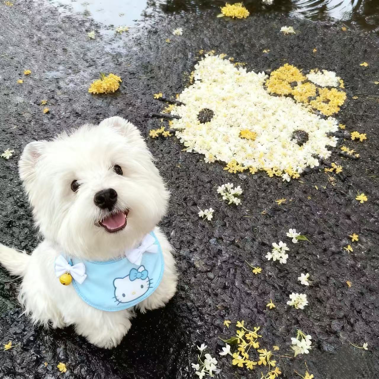 【爪迹】西高地幼犬不掉毛无异味小型犬家养宠物狗