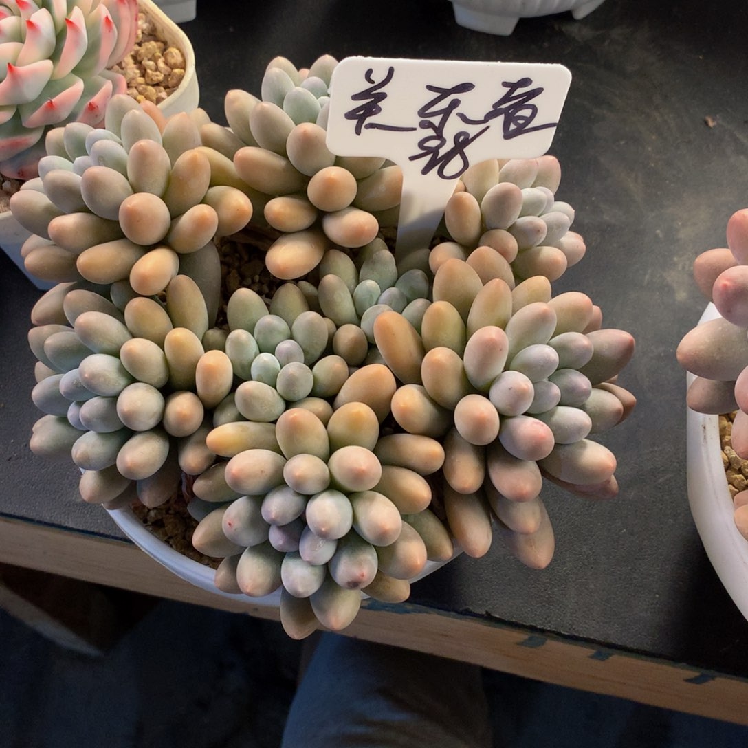 汤圆好看好看好看好看