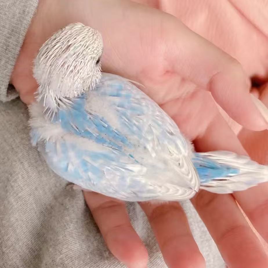 半毛特价特色大头鹦鹉一物一拍（快递发出不退不换）