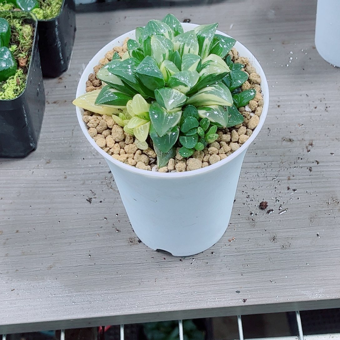 姬寿玉露一勿一拍