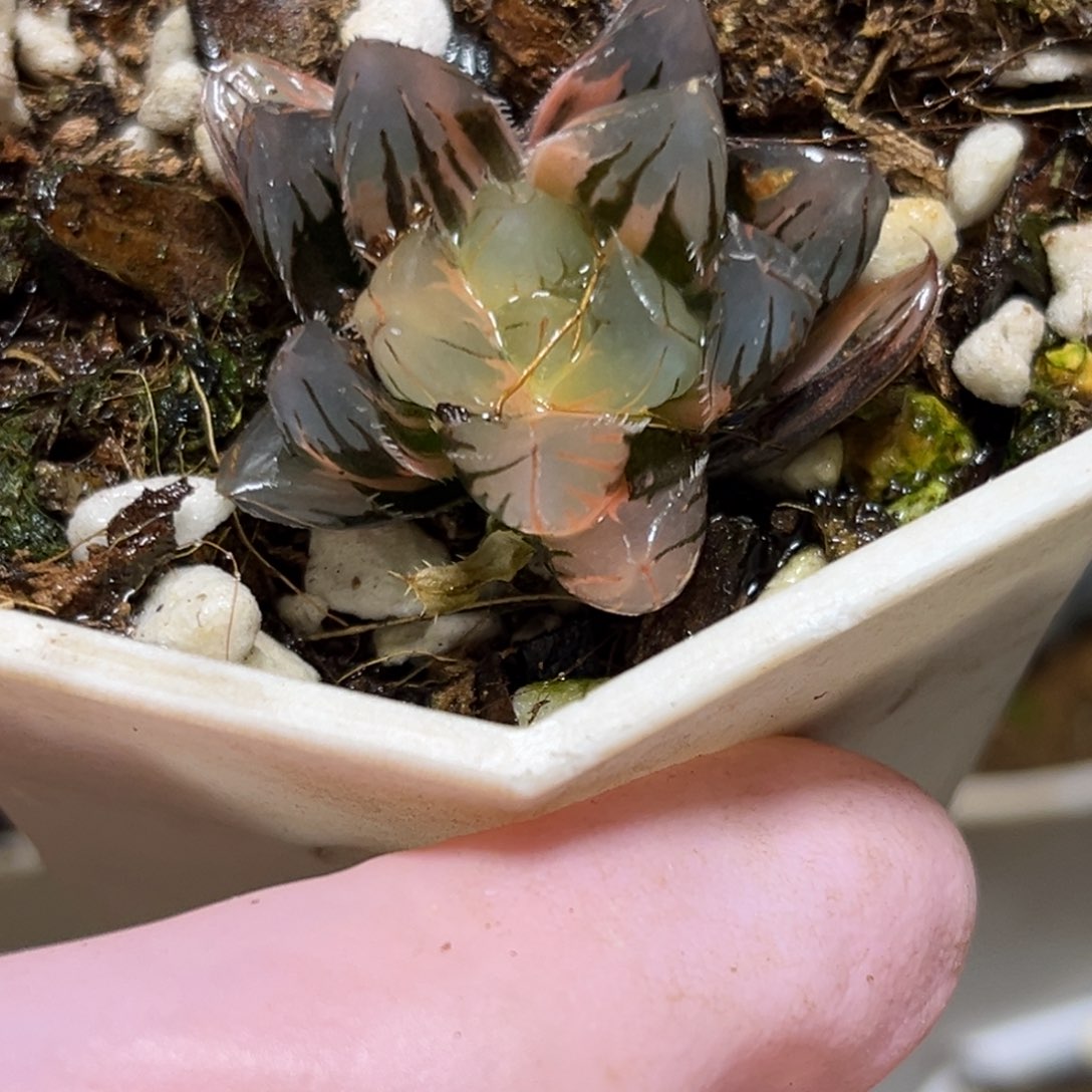 恭喜发财大吉大利0372