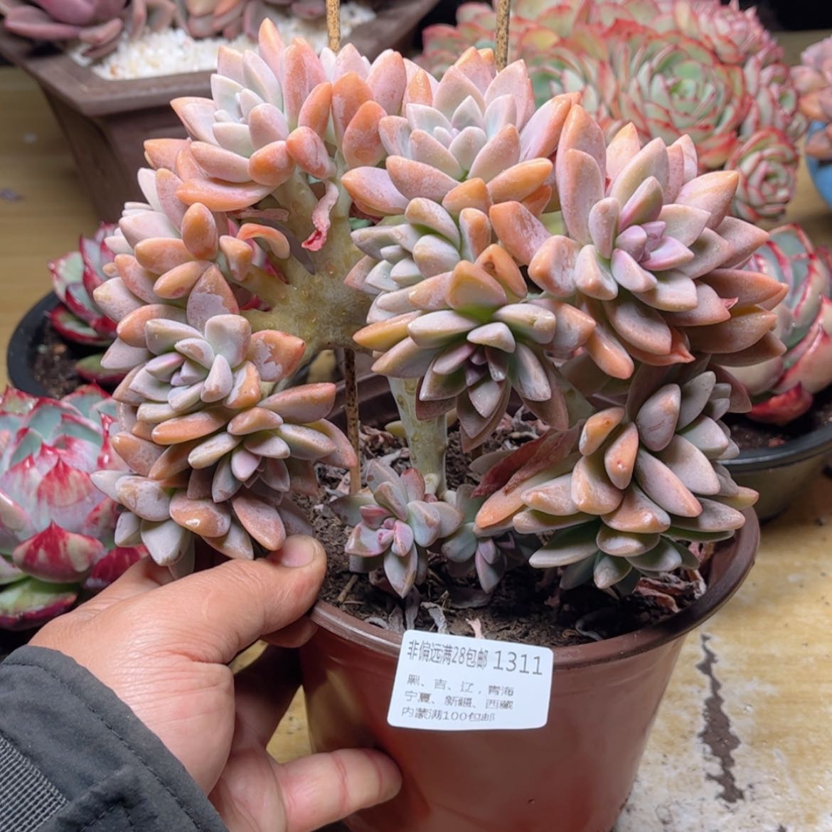 【闪购商品】1311淡雪缀