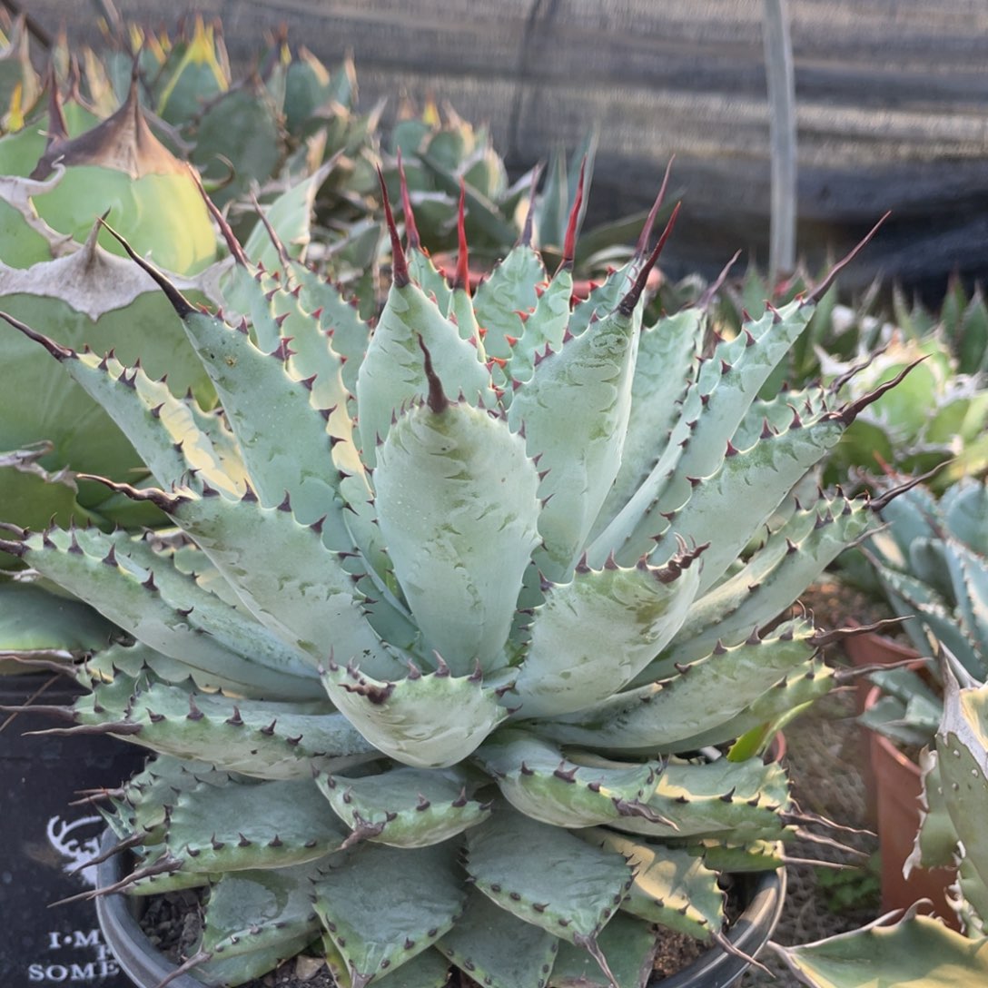 无花朵曲刺芭蕾龙舌兰