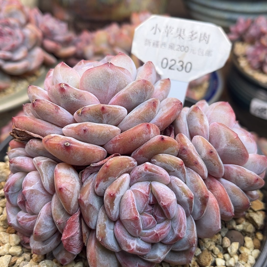 绿底紫心230/12cm4头